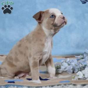 Laurie, Frenchton Puppy