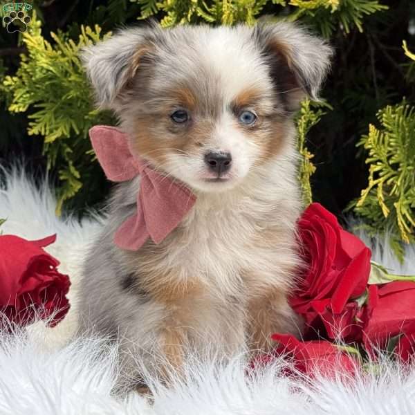 Tiny, Toy Australian Shepherd Puppy