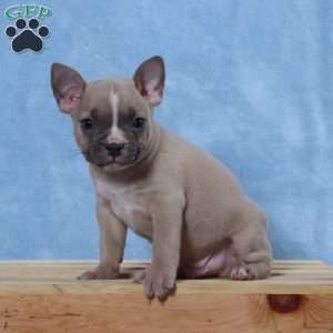 Smokey, Frenchton Puppy