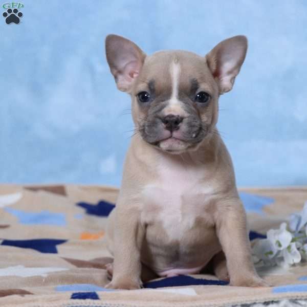 Smokey, Frenchton Puppy