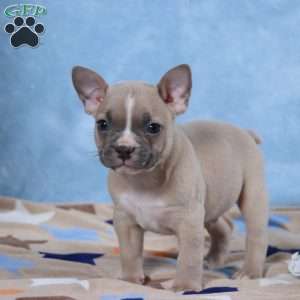 Smokey, Frenchton Puppy