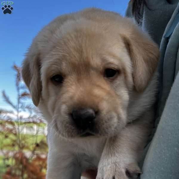 Sylvie, Yellow Labrador Retriever Puppy