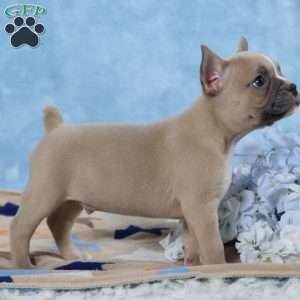 Smokey, Frenchton Puppy