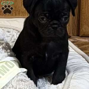 Duke, Pug Puppy