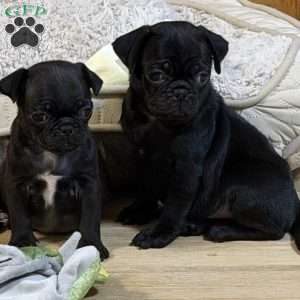 Duke, Pug Puppy