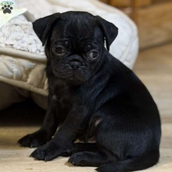 Duke, Pug Puppy