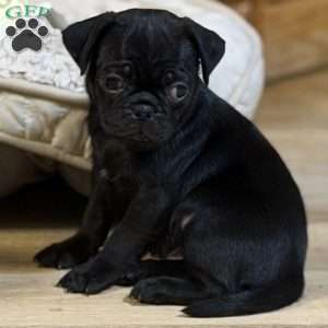 Luke, Pug Puppy