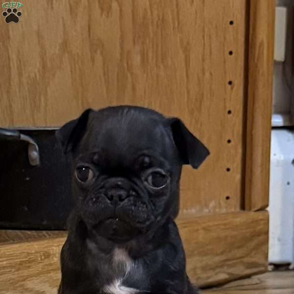 Luke, Pug Puppy