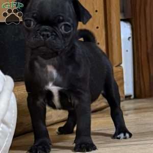 Luke, Pug Puppy