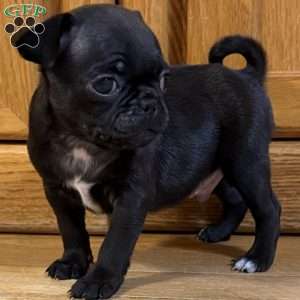 Luke, Pug Puppy