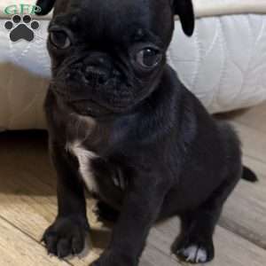 Luke, Pug Puppy