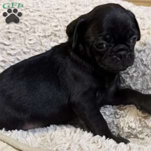 Luke, Pug Puppy