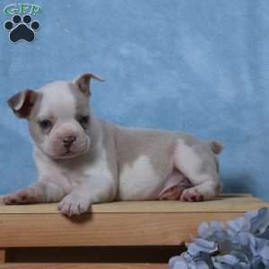 Domino, Frenchton Puppy