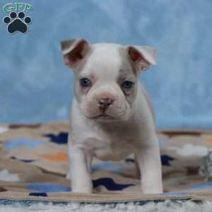 Domino, Frenchton Puppy