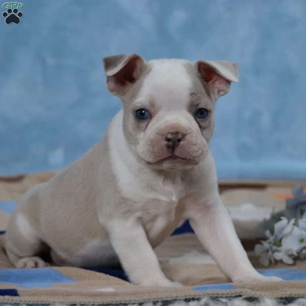 Domino, Frenchton Puppy