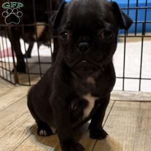 Luke, Pug Puppy
