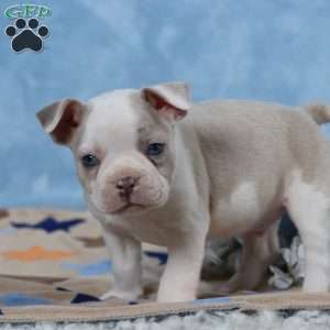 Domino, Frenchton Puppy