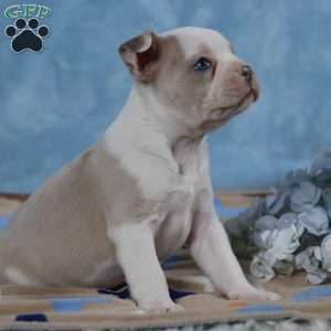 Domino, Frenchton Puppy