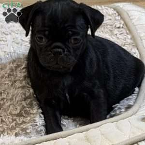 Duke, Pug Puppy