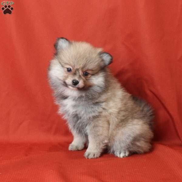 Edward, Pomeranian Puppy