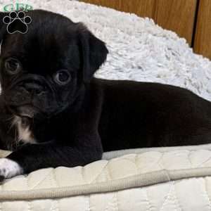 Lola, Jug Puppy