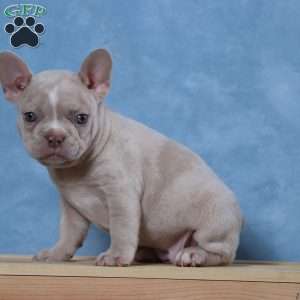 Lacey, Frenchton Puppy
