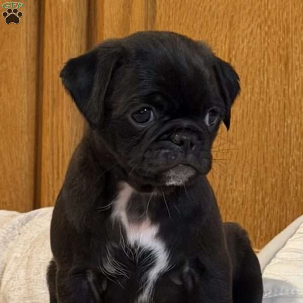 Lola, Jug Puppy