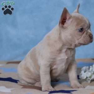 Lacey, Frenchton Puppy