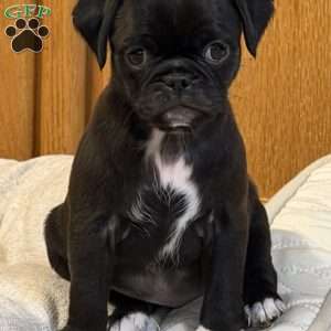 Lola, Jug Puppy