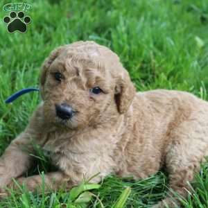 Chloe-F1B, Goldendoodle Puppy