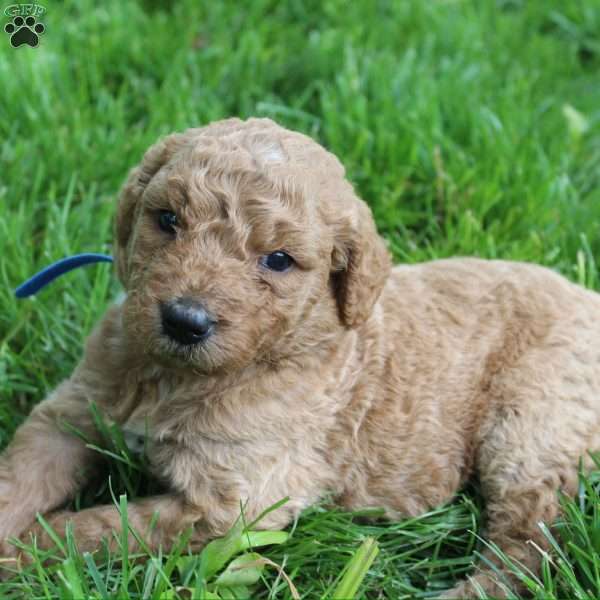 Chloe-F1B, Goldendoodle Puppy