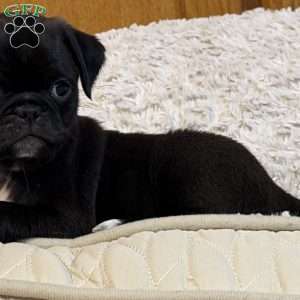 Lola, Jug Puppy