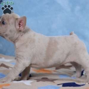 Lacey, Frenchton Puppy