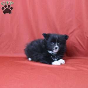 Elliot, Pomeranian Puppy