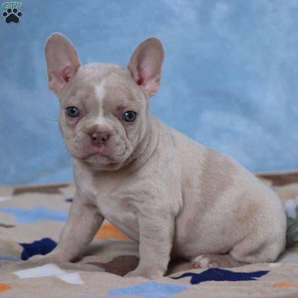 Lacey, Frenchton Puppy