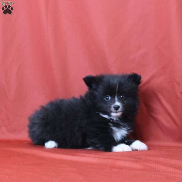 Elliot, Pomeranian Puppy