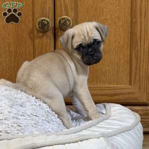 Lucky, Jug Puppy