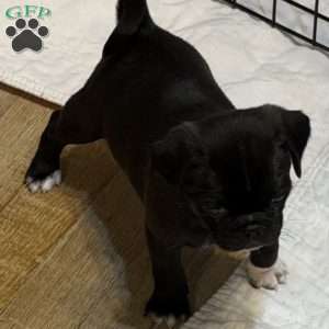 Lola, Jug Puppy