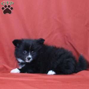 Elliot, Pomeranian Puppy