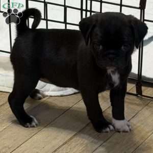 Lola, Jug Puppy