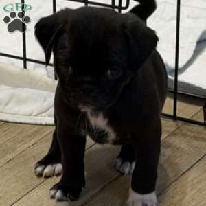 Lola, Jug Puppy