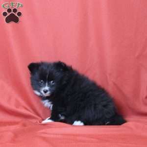 Elliot, Pomeranian Puppy