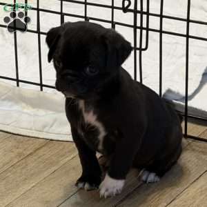 Lola, Jug Puppy