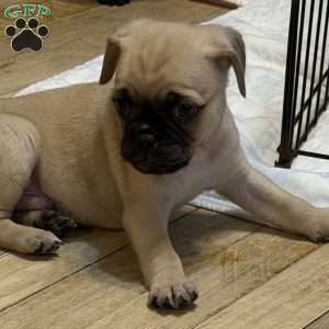 Lucky, Jug Puppy