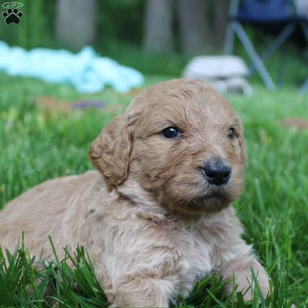 Gus Gus-F1B, Goldendoodle Puppy