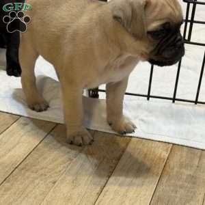 Lucky, Jug Puppy