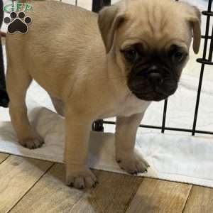 Lucky, Jug Puppy