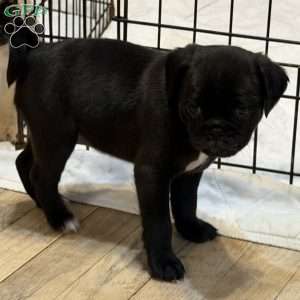 Luna, Jug Puppy