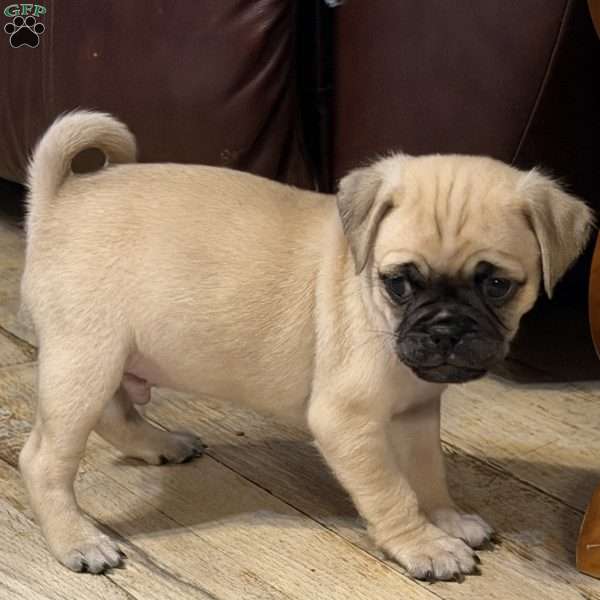 Lucky, Jug Puppy