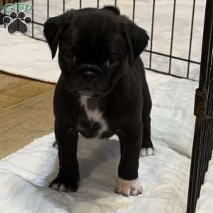 Lola, Jug Puppy